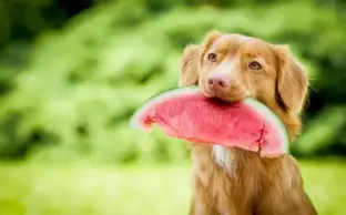 سگ درحال خوردن هندوانه